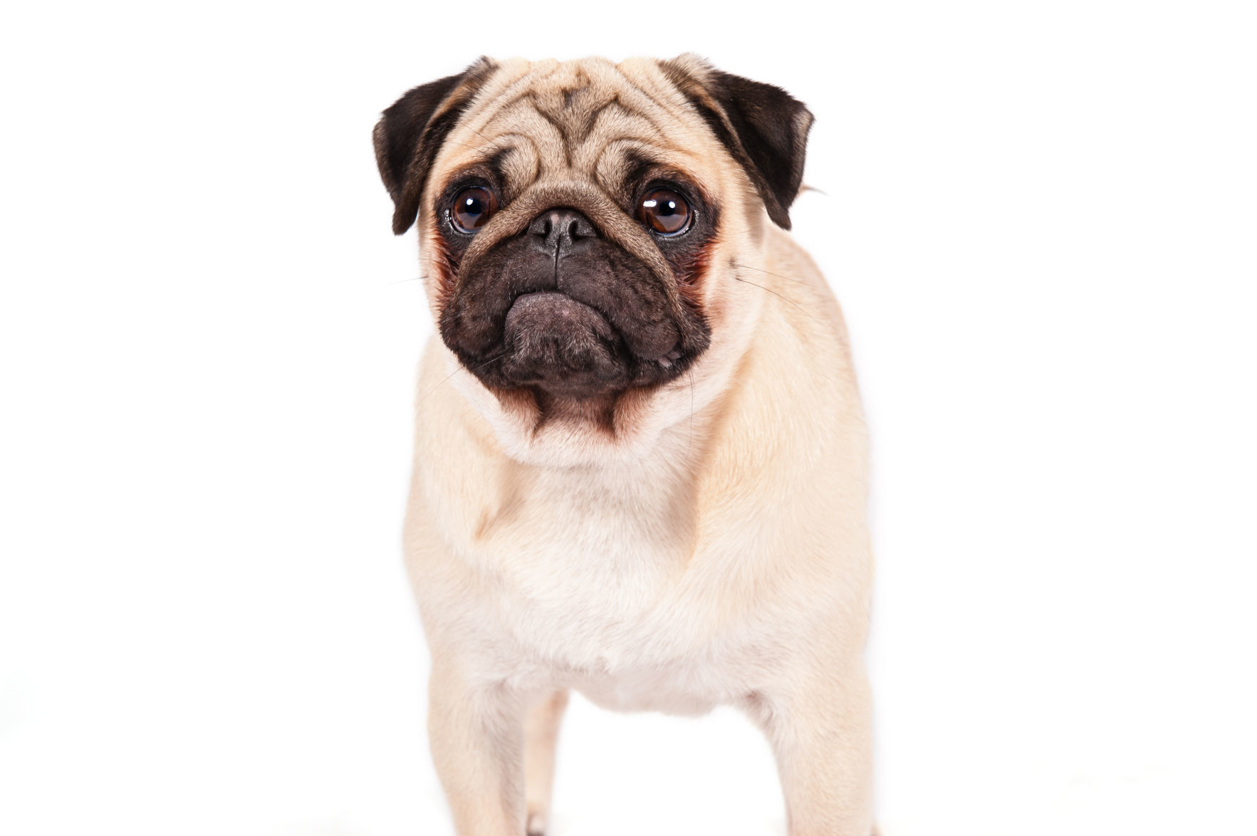 Dogs with short-muzzled faces and short legs